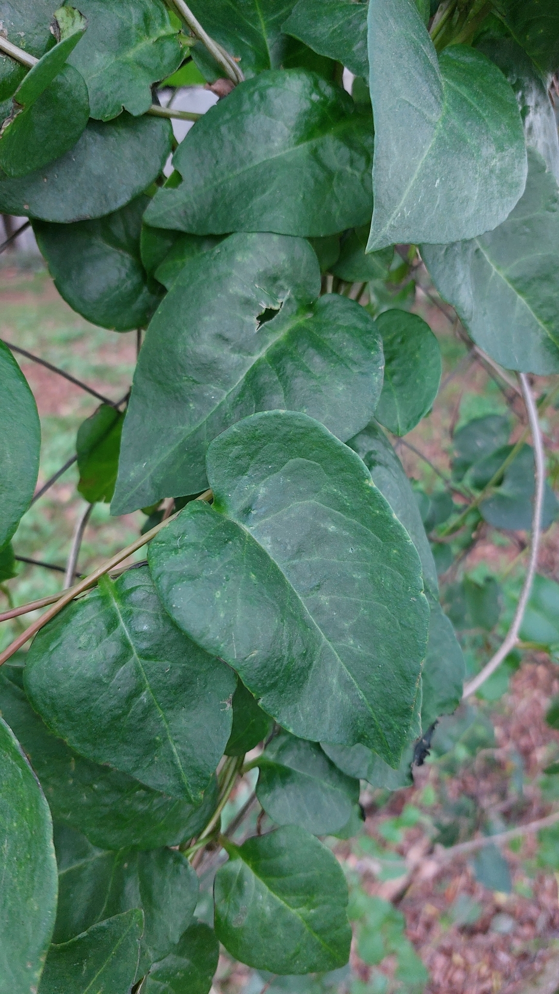 Anredera cordifolia