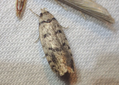 Scatochresis