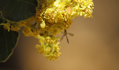 Dolichomyia coniocera