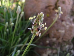 Plantago nivea