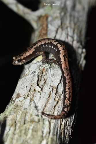 Yucatán Salamander