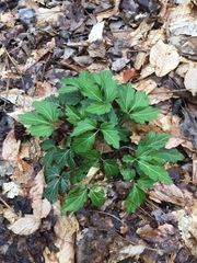 Cardamine diphylla