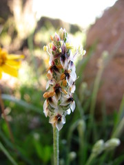 Plantago nivea