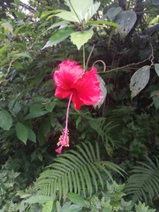 Hibiscus × archeri