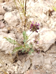 Dalea frutescens