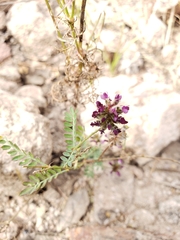 Dalea frutescens