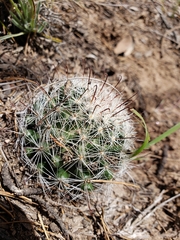 Mammillaria barbata