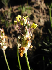 Plantago nivea