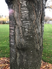 Zelkova serrata