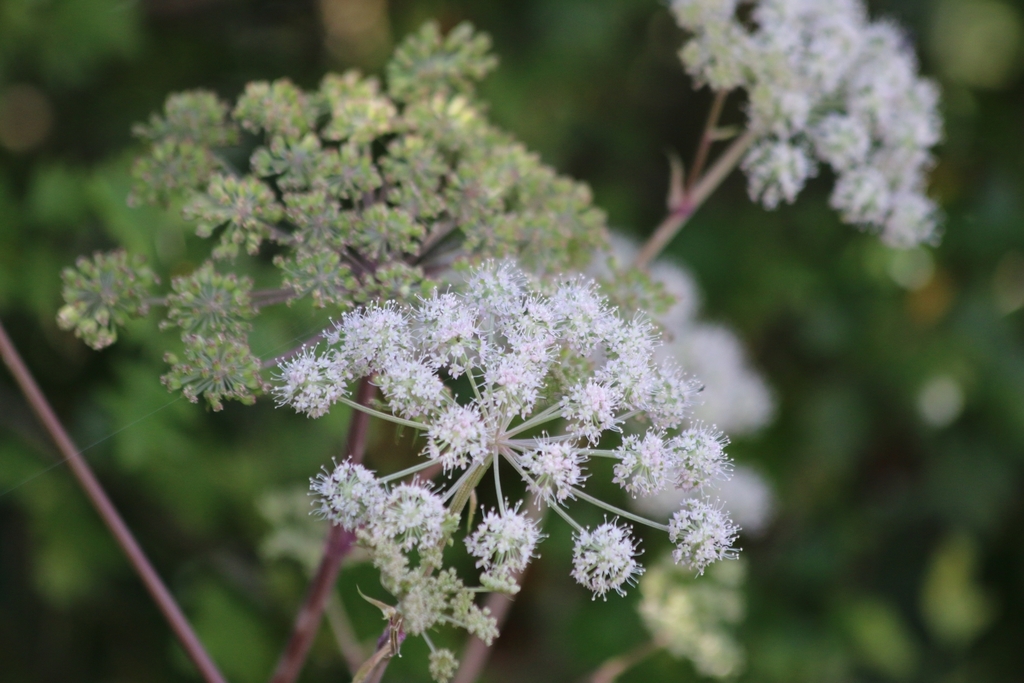 Angelica sylvestris — a medium houseplant, prefers full sun light