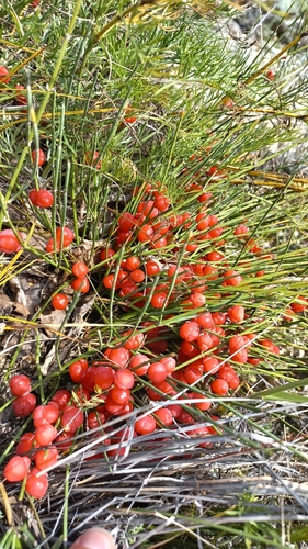 dwarf joint fir (Ephedra monosperma)