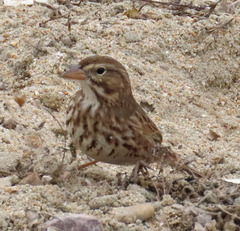Passerculus sandwichensis rostratus