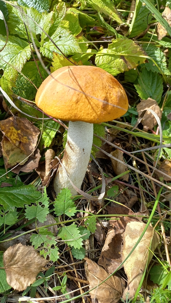 Leccinum leucopodium · September 2025 · photo: © olkairkutsk (iNaturalist, cc-by)