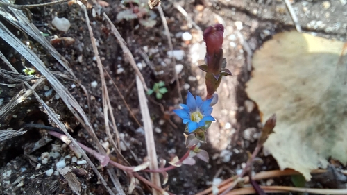 Squarrose-leaf gentian (Gentiana squarrosa)