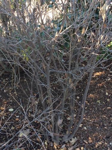 Bristly Sourberry (Dovyalis hispidula)