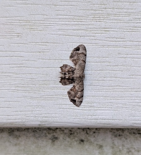 Gray Scoopwing photo 4