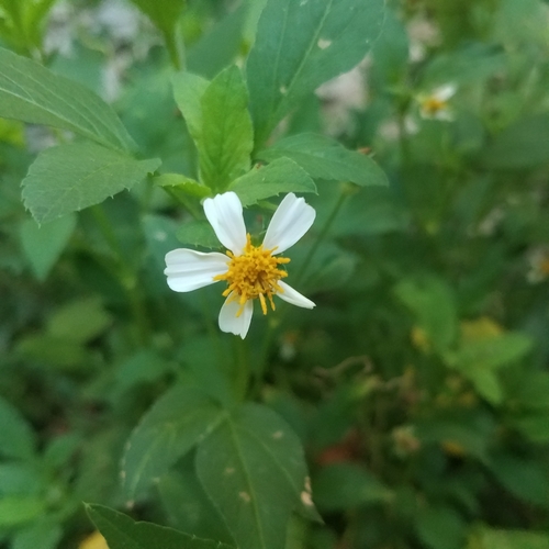 White beggarticks