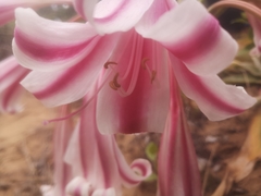 Crinum stuhlmannii delagoense