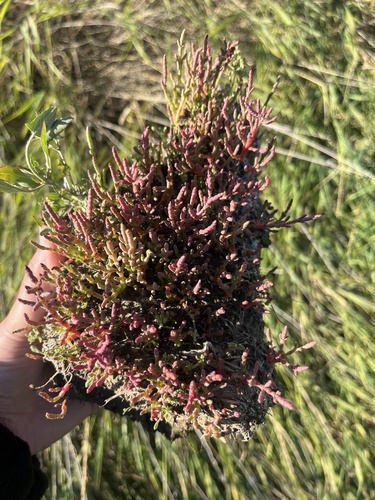 red glasswort