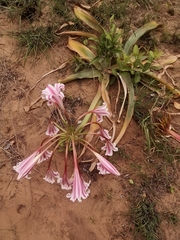 Crinum stuhlmannii delagoense