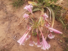 Crinum stuhlmannii delagoense