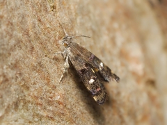 Petalanthes hexastera
