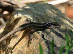 Liolaemus schroederi