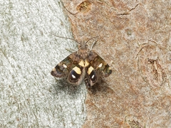 Petalanthes hexastera