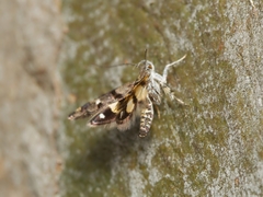 Petalanthes hexastera
