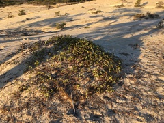 Arctostaphylos pungens
