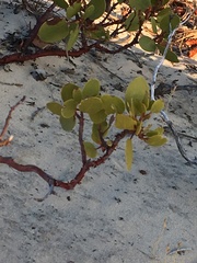 Arctostaphylos pungens