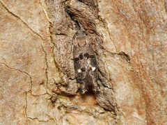 Petalanthes hexastera