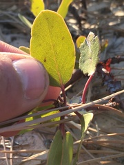 Arctostaphylos pungens