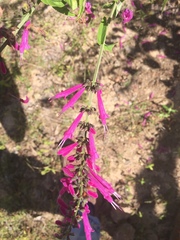 Salvia iodantha