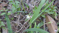 Lobelia chinensis