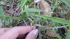 Lobelia chinensis