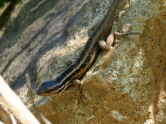Liolaemus schroederi