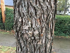 Ulmus serotina