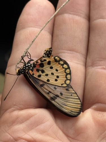 Westwood's Acraea
