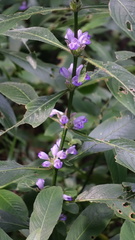 Hygrophila pogonocalyx