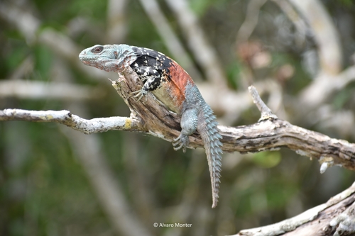 Yucatán Spiny-tailed Iguana