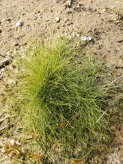 Eleocharis baldwinii
