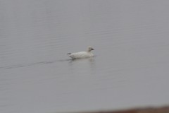 Anser caerulescens caerulescens