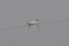 Anser caerulescens caerulescens