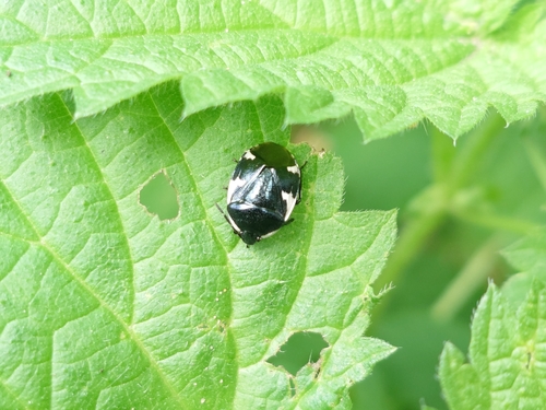 Rambur's pied shieldbug
