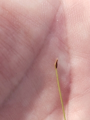 Eleocharis baldwinii