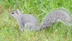 Sciurus niger cinereus