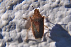 Oebalus