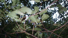 Cephalanthus tetrandra