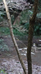 Cephalanthus tetrandra